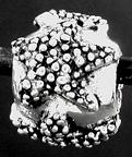 Starfish Bead