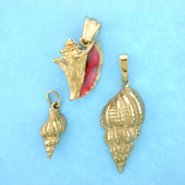 Conchs & Shells